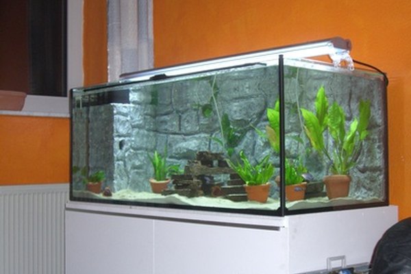 Aquarium image by crossgolfing from Fotolia.com ...